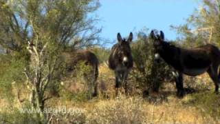 Wild Burros of Arizonamov [upl. by Cofsky]