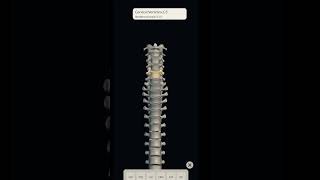 Vertebral column and vertebrae with full videos music [upl. by Aurthur]