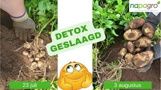 Detox aardappelen Geoogst [upl. by Hultgren332]