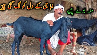 ABBA G Ky Dil Ko Lag Gyi Chiz  Exetreme Quality Goat Kids In Samundri [upl. by Esyla724]