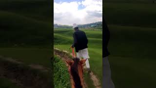 Yousmarg Kashmir Budgam Horse ride pirpanjalrange kashmirvalley nature jammukashmir rajouritown [upl. by Esiuqram]