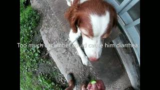 Cucumber snack for our dog [upl. by Aicirpac]