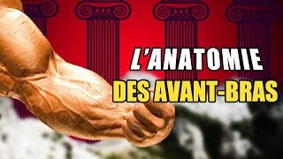 Lanatomie des AVANTBRAS pour les muscler au MIEUX [upl. by Ilah]