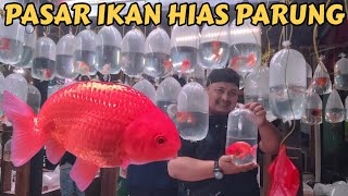 DAPET IKAN MAS KOKI RANCU DI PASAR IKAN HIAS PARUNG CAKEP BUAT BAHAN GROOMING [upl. by Latricia73]