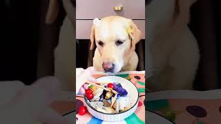 Best ASMR dogs food in the world [upl. by Yorled]