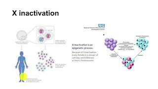 71 NonMendelian Genetics Xinactivation [upl. by Nnylhsa118]