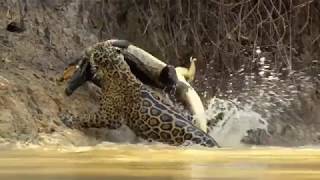 Jaguar vs croco combat à mort incroyable [upl. by Kimmy]