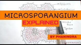 Microsporangium Structure and microsporogenesis  By Phanindra gupta [upl. by Reiter312]