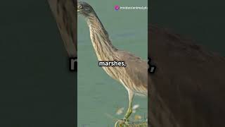 5 Fascinating Facts About the Rufous bellied Herons [upl. by Rozamond]