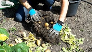 Gartentipp 0316 März Kartoffeln im Kübel ziehen  vom setzen bis zur Ernte [upl. by Tobiah]