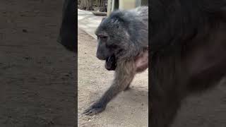 a BABOON taking a BABY porcupine for a walk 🥰 cuteanimals baby monkey farmlife animallover [upl. by Lilaj]