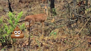 Why This Intelligent Animal Burry Its Poop [upl. by Nnaeirb]