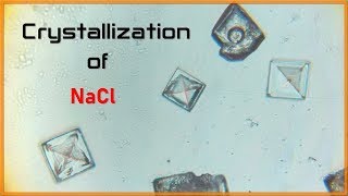 Mesmerizing Crystallization of quotNaClquot Salt under microscope [upl. by Truda]