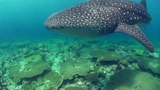 Vilamendhoo Diving HD [upl. by Colwell]