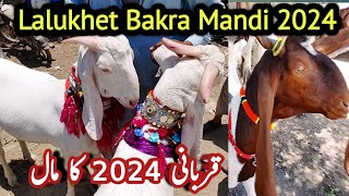 Lalukhet bakra mandi Me Qurbani 2024 Ka Bakra 19may 2024 Lalukhet Bakra Mandi  Bakra mandi [upl. by Bobker]