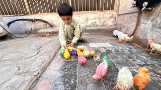 Andon Wali Murgian Ly li 😁  Desi Murgi  Hens  Poultry Farming  Samiullah Family Vlogs [upl. by Dnana]