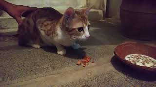 whiskas cat food  whiskas live feeding review cute cat rescue [upl. by Itsa487]