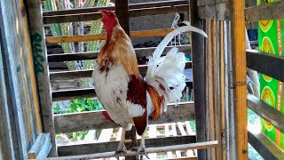 GALLO DE PELEA CANTANDO EL CANTAR DE LOS BUENOS DÍAS 🐓☀️🌄 [upl. by Aprile]