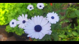 How to Grow Dimorphotheca African Daisy From Seed  Collecting Daisy Seeds  Best Process to Grow [upl. by Godard920]