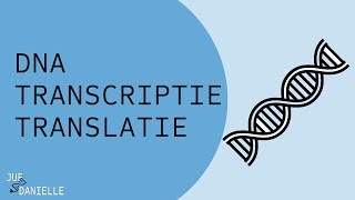 Van DNA naar eiwit transcriptie en translatie [upl. by Aisat]