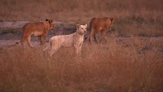 White Lion Cub Arrives with Big Mbiri Male [upl. by Beret]