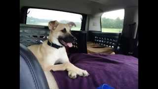 Black Mouth Cur Rescue  The breed is amazing  smart sweet amp CUTE [upl. by Gaskin]