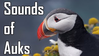 The sounds of Auks [upl. by Eanrahc]