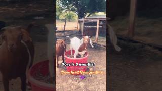 Dory 🩷 baby goat farmsanctuary animals love sanctuary babyanimal texas motherdaughter [upl. by Ancier395]