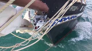 SCHOONER WOLF Flagship of the Conch Republic [upl. by Early]