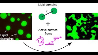 Sho Takatori Phase separation in 2D active networks [upl. by Infeld375]