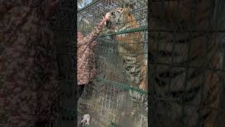 Tiger ðŸ¯ Feeding tiger wildlife cuteanimal [upl. by Granese]