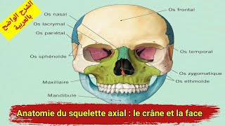 anatomie du squelette le crane et la face [upl. by Nawud]