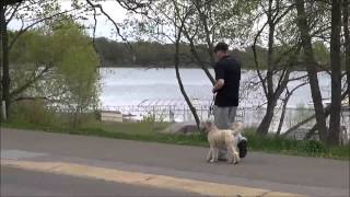 Finley Wheaten Terrier Trained Dog Video [upl. by Issor]