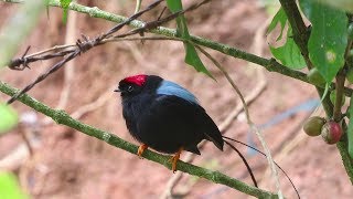 The Longtailed Manakin  Stunning bird known for its famous dance [upl. by Michelina]