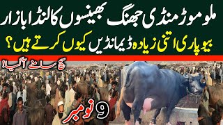 Today Malumor Mandi Jhang  Buffalo Fresh Rates Update  Buffalo Mandi [upl. by Mariana]