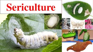 Sericulture  Sericulture History  Classification of silk worm  Life cycle of Bombyx mori [upl. by Marcile687]