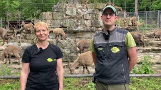 Der Wildnispark Zürich stellt sich vor [upl. by Herrle]