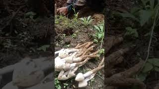 Mushrooms hunting mushroom farming mushroompicking nature forest shorts [upl. by Ecirual]