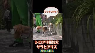 【シロアリ探知犬】サラとアリスが桜を見に行きます！ ビーグル犬 dog ビーグル beagle シロアリ 探知犬 [upl. by Adlay292]