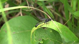 Pelecinid Wasp Pelecinidae Pelecinus polyturator Resting Male [upl. by Aelyk]