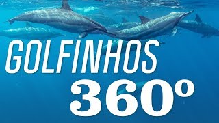 Mergulho com Golfinhos em Noronha  Noronha 360  Canal OFF [upl. by Nike641]