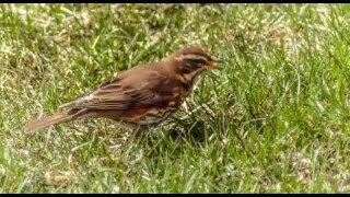 HD Timelapse of a redwing bird in spring [upl. by Mw]