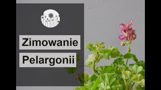 Zimowanie i przechowywanie pelargonii Jak przezimować pelargonię [upl. by Powel]