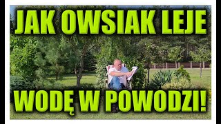 JAK OWSIAK LEJE WODĘ W POWODZI [upl. by Dnalyaw]