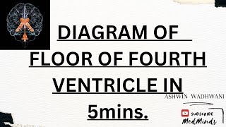 EASY trick for Floor of Fourth Ventricle diagram [upl. by Case389]