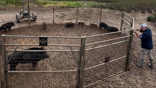 Hurricane brought giant hogs and skunks spraying my house [upl. by Carrew]