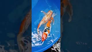 Large Size 😍 Imported Beautiful Rear Japanese koi cup Fish Available Hirran Fish Aquarium Howrah [upl. by Haeel]