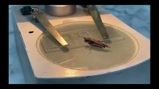 Entomology lab ka tour  insects ke antennae ke types ki aj hm ne identification [upl. by Sirad]