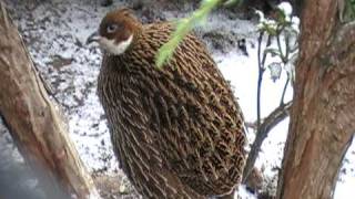 himalayan monal female [upl. by Keelin]