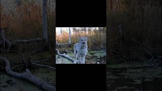 Elusive visitor on my trail cam [upl. by Goran411]